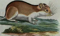 An illustration from (Band 7): Siebentes Hundert (1807)
