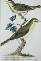 Picture 7 of 89 from (Band 8): Achtes Hundert (1807), leaf 101