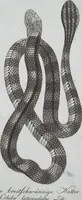 An illustration from (Band 8): Achtes Hundert (1807)