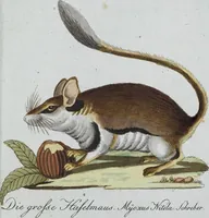 An illustration from (Band 8): Achtes Hundert (1807)