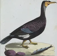 Picture 13 of 89 from (Band 8): Achtes Hundert (1807), leaf 109