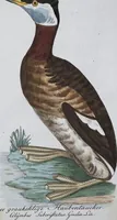 An illustration from (Band 8): Achtes Hundert (1807)