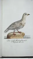 Picture 15 of 89 from (Band 8): Achtes Hundert (1807), leaf 111