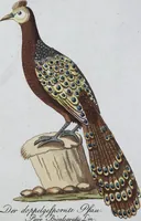 An illustration from (Band 8): Achtes Hundert (1807)