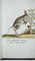 Picture 19 of 89 from (Band 8): Achtes Hundert (1807), leaf 117