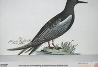 Picture 21 of 89 from (Band 8): Achtes Hundert (1807), leaf 120