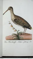 An illustration from (Band 8): Achtes Hundert (1807)