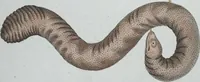 Picture 30 of 89 from (Band 8): Achtes Hundert (1807), leaf 135