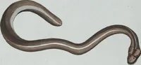 Picture 31 of 89 from (Band 8): Achtes Hundert (1807), leaf 136