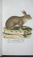 Picture 33 of 89 from (Band 8): Achtes Hundert (1807), leaf 139