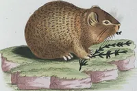 Picture 34 of 89 from (Band 8): Achtes Hundert (1807), leaf 140