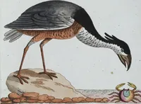 An illustration from (Band 8): Achtes Hundert (1807)