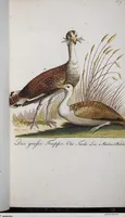 Picture 38 of 89 from (Band 8): Achtes Hundert (1807), leaf 144