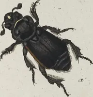 An illustration from (Band 8): Achtes Hundert (1807)