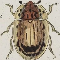Picture 41 of 89 from (Band 8): Achtes Hundert (1807), leaf 147