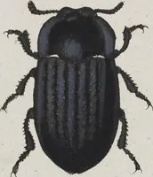 Picture 42 of 89 from (Band 8): Achtes Hundert (1807), leaf 147