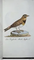Picture 48 of 89 from (Band 8): Achtes Hundert (1807), leaf 155