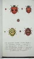 Picture 50 of 89 from (Band 8): Achtes Hundert (1807), leaf 157