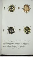 Picture 51 of 89 from (Band 8): Achtes Hundert (1807), leaf 158