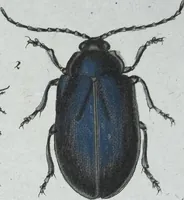 Picture 57 of 89 from (Band 8): Achtes Hundert (1807), leaf 168