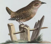 An illustration from (Band 8): Achtes Hundert (1807)