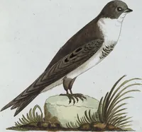 An illustration from (Band 8): Achtes Hundert (1807)
