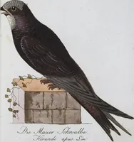 Picture 64 of 89 from (Band 8): Achtes Hundert (1807), leaf 176