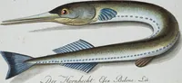 Picture 65 of 89 from (Band 8): Achtes Hundert (1807), leaf 178
