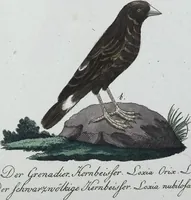 Picture 72 of 89 from (Band 8): Achtes Hundert (1807), leaf 187