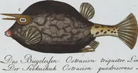 Picture 74 of 89 from (Band 8): Achtes Hundert (1807), leaf 189