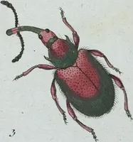 An illustration from (Band 8): Achtes Hundert (1807)