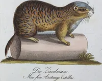 Picture 78 of 89 from (Band 8): Achtes Hundert (1807), leaf 193