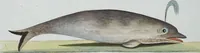 An illustration from (Band 8): Achtes Hundert (1807)
