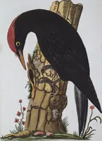 An illustration from (Band 8): Achtes Hundert (1807)