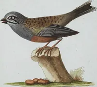 An illustration from (Band 8): Achtes Hundert (1807)