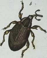 An illustration from (Band 8): Achtes Hundert (1807)