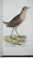 Picture 5 of 89 from (Band 8): Achtes Hundert (1807), leaf 99