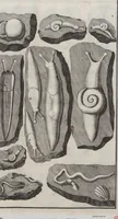 Picture 15 of 28 from Lithographiae Wirceburgensis, Ducentis Lapidum Figuratorum, A Potiori Insectiformium, Prodigiosis Imaginibus Exornatae Specimen Primum (1726), leaf 122