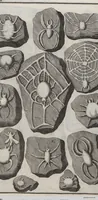 Picture 17 of 28 from Lithographiae Wirceburgensis, Ducentis Lapidum Figuratorum, A Potiori Insectiformium, Prodigiosis Imaginibus Exornatae Specimen Primum (1726), leaf 124