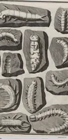 Picture 18 of 28 from Lithographiae Wirceburgensis, Ducentis Lapidum Figuratorum, A Potiori Insectiformium, Prodigiosis Imaginibus Exornatae Specimen Primum (1726), leaf 125