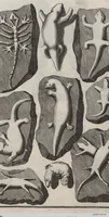 Picture 20 of 28 from Lithographiae Wirceburgensis, Ducentis Lapidum Figuratorum, A Potiori Insectiformium, Prodigiosis Imaginibus Exornatae Specimen Primum (1726), leaf 127