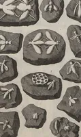 Picture 21 of 28 from Lithographiae Wirceburgensis, Ducentis Lapidum Figuratorum, A Potiori Insectiformium, Prodigiosis Imaginibus Exornatae Specimen Primum (1726), leaf 128