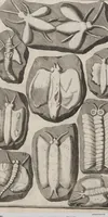 Picture 22 of 28 from Lithographiae Wirceburgensis, Ducentis Lapidum Figuratorum, A Potiori Insectiformium, Prodigiosis Imaginibus Exornatae Specimen Primum (1726), leaf 129