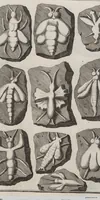 Picture 23 of 28 from Lithographiae Wirceburgensis, Ducentis Lapidum Figuratorum, A Potiori Insectiformium, Prodigiosis Imaginibus Exornatae Specimen Primum (1726), leaf 130