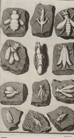 Picture 24 of 28 from Lithographiae Wirceburgensis, Ducentis Lapidum Figuratorum, A Potiori Insectiformium, Prodigiosis Imaginibus Exornatae Specimen Primum (1726), leaf 131