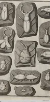 Picture 25 of 28 from Lithographiae Wirceburgensis, Ducentis Lapidum Figuratorum, A Potiori Insectiformium, Prodigiosis Imaginibus Exornatae Specimen Primum (1726), leaf 132