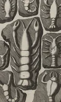 Picture 26 of 28 from Lithographiae Wirceburgensis, Ducentis Lapidum Figuratorum, A Potiori Insectiformium, Prodigiosis Imaginibus Exornatae Specimen Primum (1726), leaf 133
