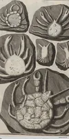 Picture 27 of 28 from Lithographiae Wirceburgensis, Ducentis Lapidum Figuratorum, A Potiori Insectiformium, Prodigiosis Imaginibus Exornatae Specimen Primum (1726), leaf 134