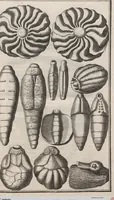 Picture 6 of 28 from Lithographiae Wirceburgensis, Ducentis Lapidum Figuratorum, A Potiori Insectiformium, Prodigiosis Imaginibus Exornatae Specimen Primum (1726), leaf 60