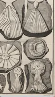Picture 8 of 28 from Lithographiae Wirceburgensis, Ducentis Lapidum Figuratorum, A Potiori Insectiformium, Prodigiosis Imaginibus Exornatae Specimen Primum (1726), leaf 67